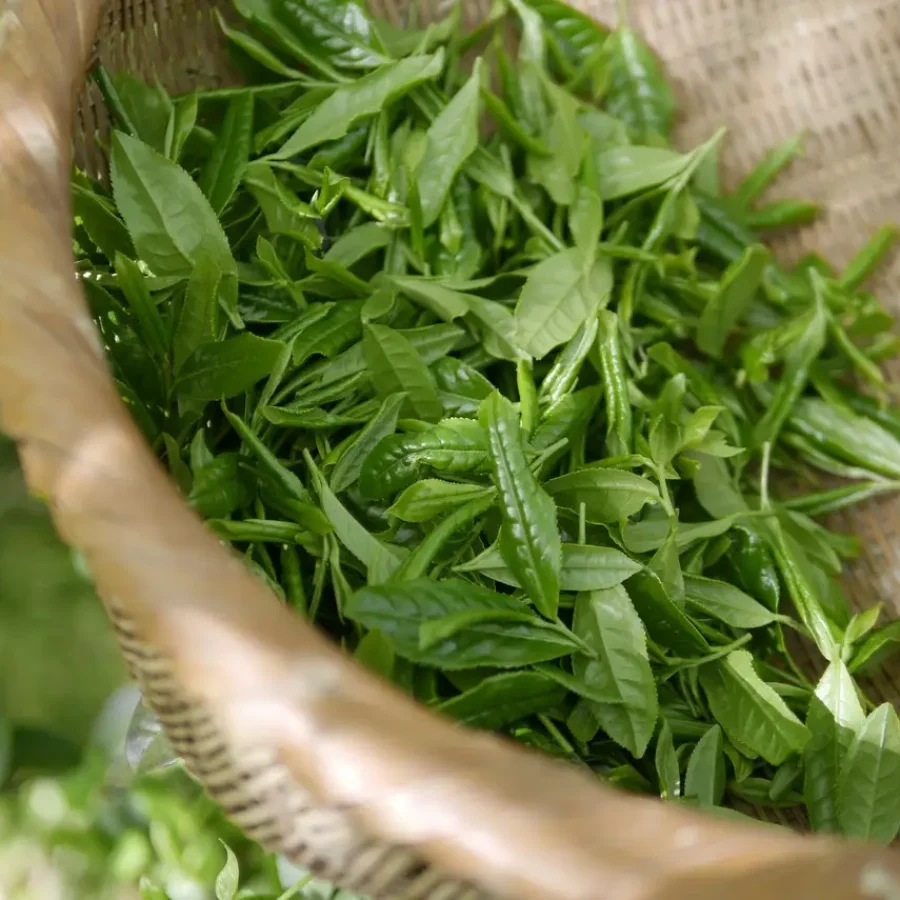 green-tea-5301025_1280